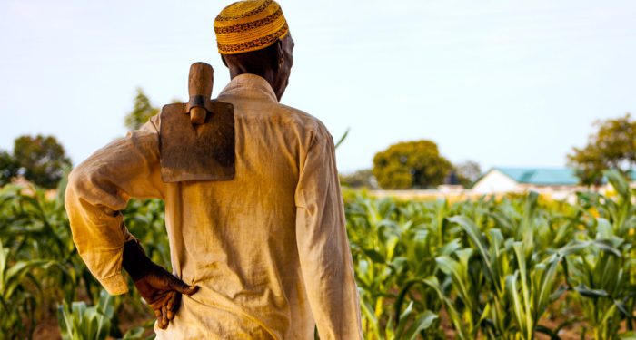 Read more about the article How intellectual property rights could triple the income of farmers in Ghana